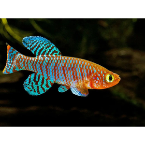 НОТОБРАНХИУС РАХОВА