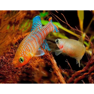 НОТОБРАНХИУС РАХОВА