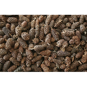 ШИШКИ ОЛЬХИ (ольховые шишки)