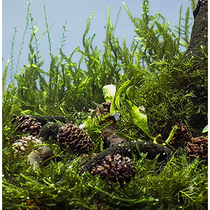 ШИШКИ ОЛЬХИ (ольховые шишки)