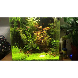 ШИШКИ ОЛЬХИ (ольховые шишки)