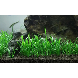 ЛИЛЕОПСИС БРАЗИЛЬСКИЙ - Lileopsis brasiliensis