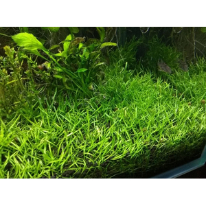 ЛИЛЕОПСИС БРАЗИЛЬСКИЙ - Lileopsis brasiliensis