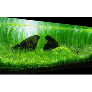 ЛИЛЕОПСИС БРАЗИЛЬСКИЙ - Lileopsis brasiliensis