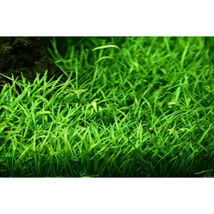 ЛИЛЕОПСИС БРАЗИЛЬСКИЙ - Lileopsis brasiliensis