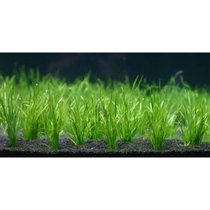 ЛИЛЕОПСИС БРАЗИЛЬСКИЙ - Lileopsis brasiliensis