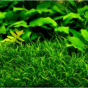 ЛИЛЕОПСИС БРАЗИЛЬСКИЙ - Lileopsis brasiliensis