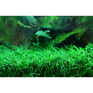 ЛИЛЕОПСИС БРАЗИЛЬСКИЙ - Lileopsis brasiliensis