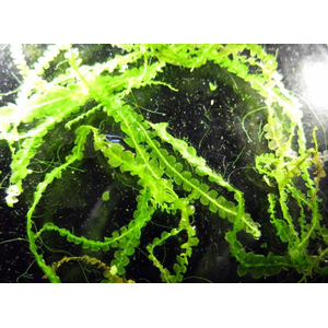 МОХ ЖЕМЧУЖНЫЙ