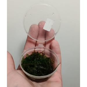 МОХ ЖЕМЧУЖНЫЙ