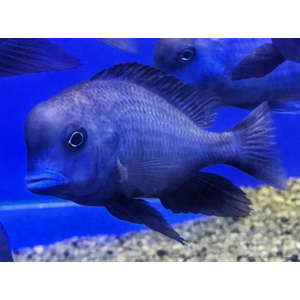 ДЕЛЬФИН ГОЛУБОЙ 4-5см - Cyrtocara moorii