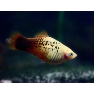 ПЕЦИЛИЯ РИЖСКАЯ ТРЕХЦВЕТНАЯ