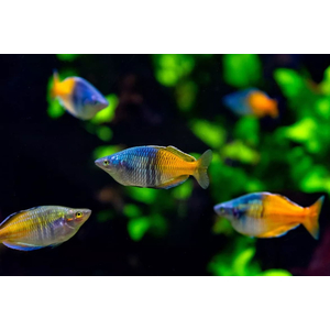 Радужница Боэсмана (Melanotaenia boesemani) — вид радужниц, известный яркой окраской. Назван в честь исследователя доктора Маринуса Боэсмана, который обнаружил её в ходе экспедиции 1954 года.