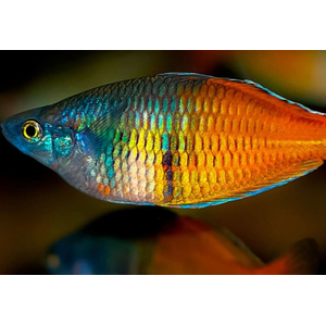 Радужница Боэсмана (Melanotaenia boesemani) — вид радужниц, известный яркой окраской. Назван в честь исследователя доктора Маринуса Боэсмана, который обнаружил её в ходе экспедиции 1954 года.