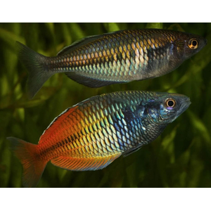 Радужница Боэсмана (Melanotaenia boesemani) — вид радужниц, известный яркой окраской. Назван в честь исследователя доктора Маринуса Боэсмана, который обнаружил её в ходе экспедиции 1954 года.