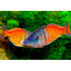 Радужница Боэсмана (Melanotaenia boesemani) — вид радужниц, известный яркой окраской. Назван в честь исследователя доктора Маринуса Боэсмана, который обнаружил её в ходе экспедиции 1954 года.