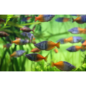 Радужница Боэсмана (Melanotaenia boesemani) — вид радужниц, известный яркой окраской. Назван в честь исследователя доктора Маринуса Боэсмана, который обнаружил её в ходе экспедиции 1954 года.