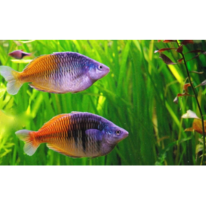 Радужница Боэсмана (Melanotaenia boesemani) — вид радужниц, известный яркой окраской. Назван в честь исследователя доктора Маринуса Боэсмана, который обнаружил её в ходе экспедиции 1954 года.