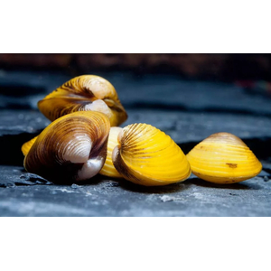 МИДИЯ ШАРОВКА ЖЕЛТАЯ ДВУСТВОРКА