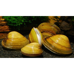 МИДИЯ ШАРОВКА ЖЕЛТАЯ ДВУСТВОРКА