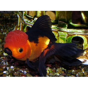 ОРАНДА КРАСНО-ЧЕРНАЯ