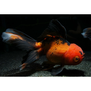 ОРАНДА КРАСНО-ЧЕРНАЯ