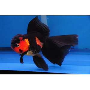 ОРАНДА КРАСНО-ЧЕРНАЯ