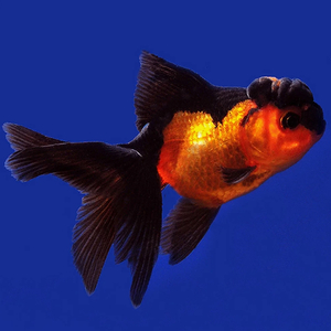 ОРАНДА КРАСНО-ЧЕРНАЯ