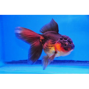 ОРАНДА КРАСНО-ЧЕРНАЯ