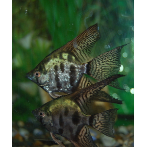 СКАЛЯРИЯ ПИНОЙ КЛОУН