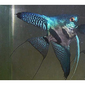 СКАЛЯРИЯ ПИНОЙ КЛОУН