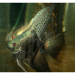 СКАЛЯРИЯ ПИНОЙ КЛОУН