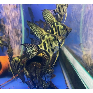 СКАЛЯРИЯ ПИНОЙ КЛОУН