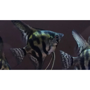 СКАЛЯРИЯ ПИНОЙ КЛОУН