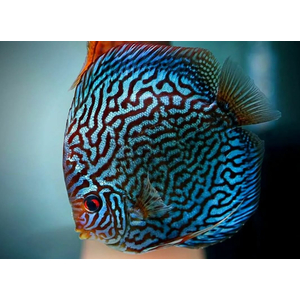 ДИСКУС ТУРКИС СИНИЙ