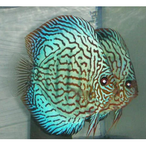 ДИСКУС ТУРКИС СИНИЙ