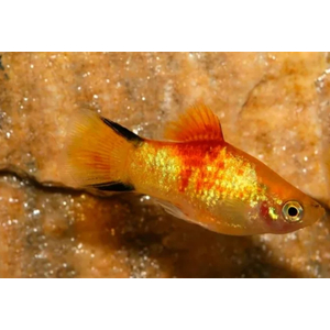 ПЕЦИЛИЯ ЛИНЕЙНАЯ