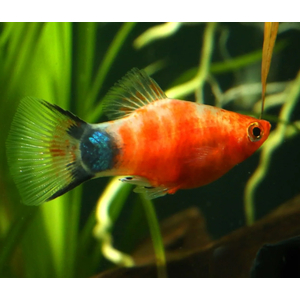 ПЕЦИЛИЯ ЛИНЕЙНАЯ