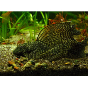 АНЦИСТРУС ВУАЛЕВЫЙ КОРИЧНЕВЫЙ