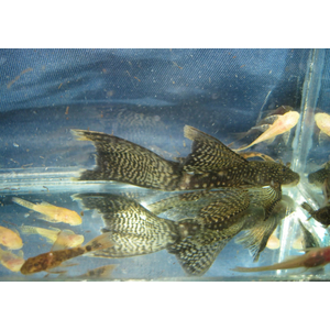 АНЦИСТРУС ВУАЛЕВЫЙ КОРИЧНЕВЫЙ