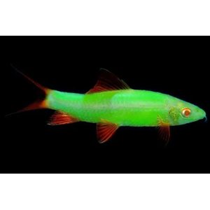 ЛАБЕО ГЛО МЯТНЫЙ