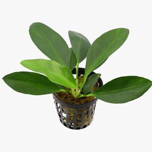 АНУБИАС КОНГЕНСИС МИНИ - Anubias congensis mini