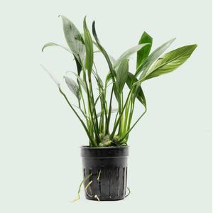 АНУБИАС КОНГЕНСИС МИНИ - Anubias congensis mini