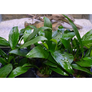 АНУБИАС КОНГЕНСИС МИНИ - Anubias congensis mini