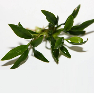 АНУБИАС КОНГЕНСИС МИНИ - Anubias congensis mini