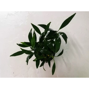 АНУБИАС КОНГЕНСИС МИНИ - Anubias congensis mini