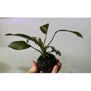 ЭХИНОДОРУС НА ПИТАТЕЛЬНОЙ КОЧКЕ