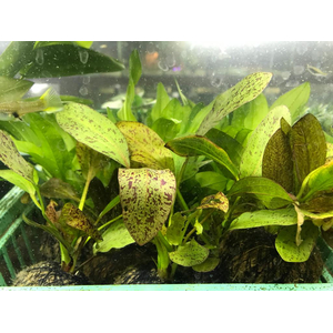 ЭХИНОДОРУС НА ПИТАТЕЛЬНОЙ КОЧКЕ