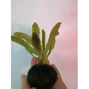 ЭХИНОДОРУС НА ПИТАТЕЛЬНОЙ КОЧКЕ