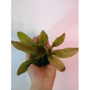 ЭХИНОДОРУС НА ПИТАТЕЛЬНОЙ КОЧКЕ